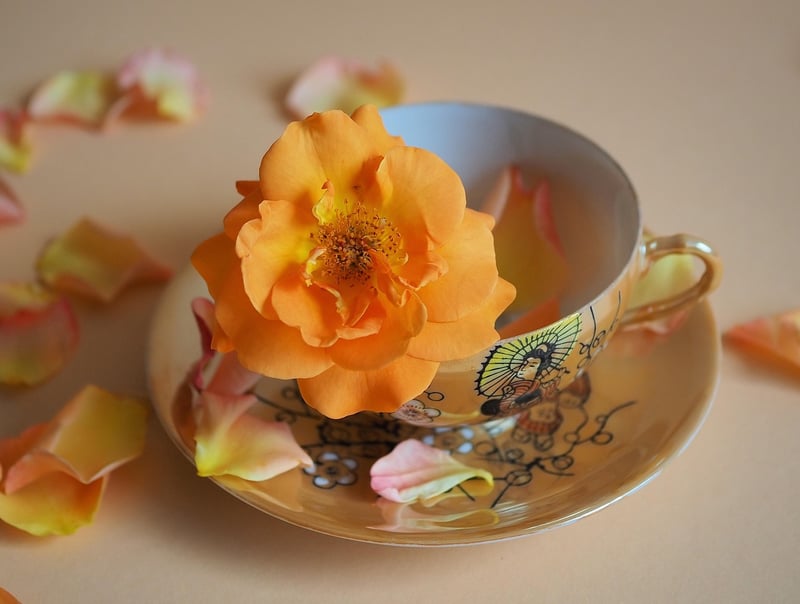 Teacup Bird Feeders